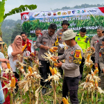 Kapolsek Babakan Madang Polres Bogor Panen Jagung Bersama Petani Jagung Bojong Koneng