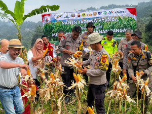 Kapolsek Babakan Madang Polres Bogor Panen Jagung Bersama Petani Jagung Bojong Koneng
