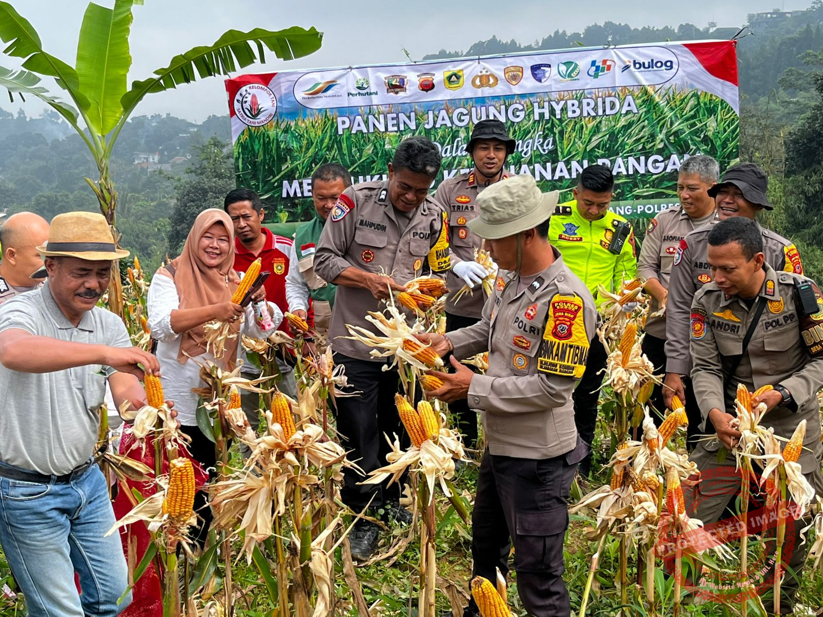 Kapolsek Babakan Madang Polres Bogor Panen Jagung Bersama Petani Jagung Bojong Koneng