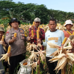 Polsek Babakan Madang Bersama Poktan Pancar Harapan Panen Jagung 