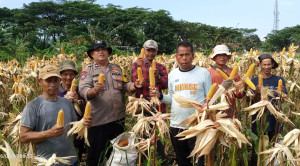 Polsek Babakan Madang Bersama Poktan Pancar Harapan Panen Jagung 