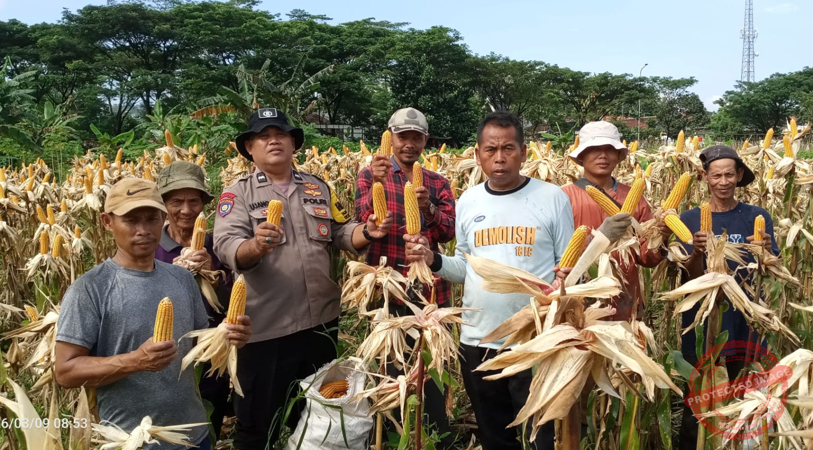 Polsek Babakan Madang Bersama Poktan Pancar Harapan Panen Jagung 