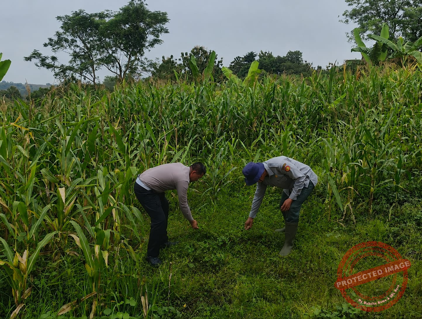 Satlantas Polres Kuningan Bersama Dinas Pertanian Kecamatan Cidahu Rawat Tanaman Jagung untuk Dukung Ketahanan Pangan Nasional